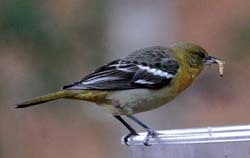 Baltimore Oriole