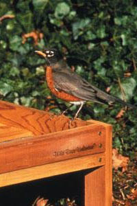 American Robin